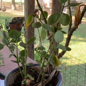 Meet your Posher, Lea